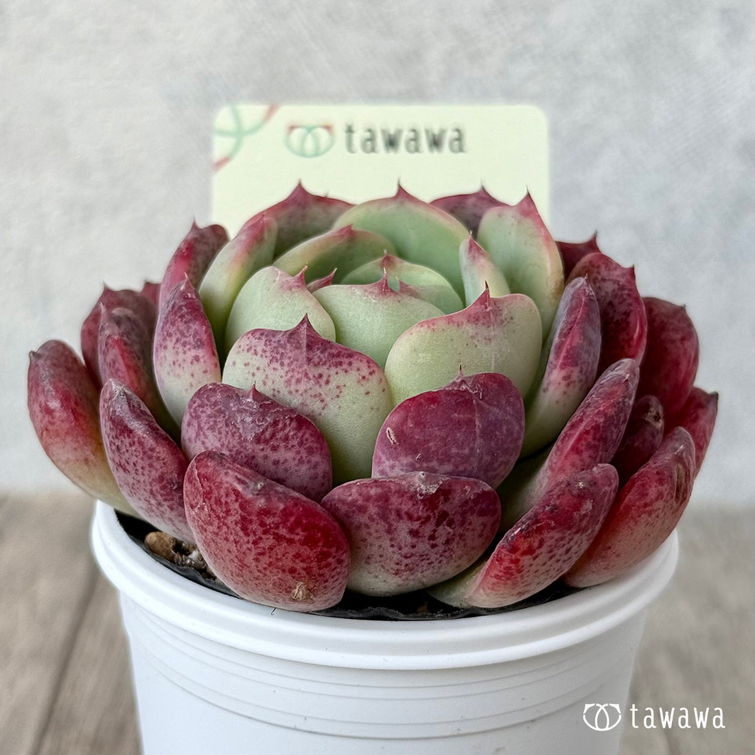 *新発売* 名前のない苗 13【tawawaハウス苗】