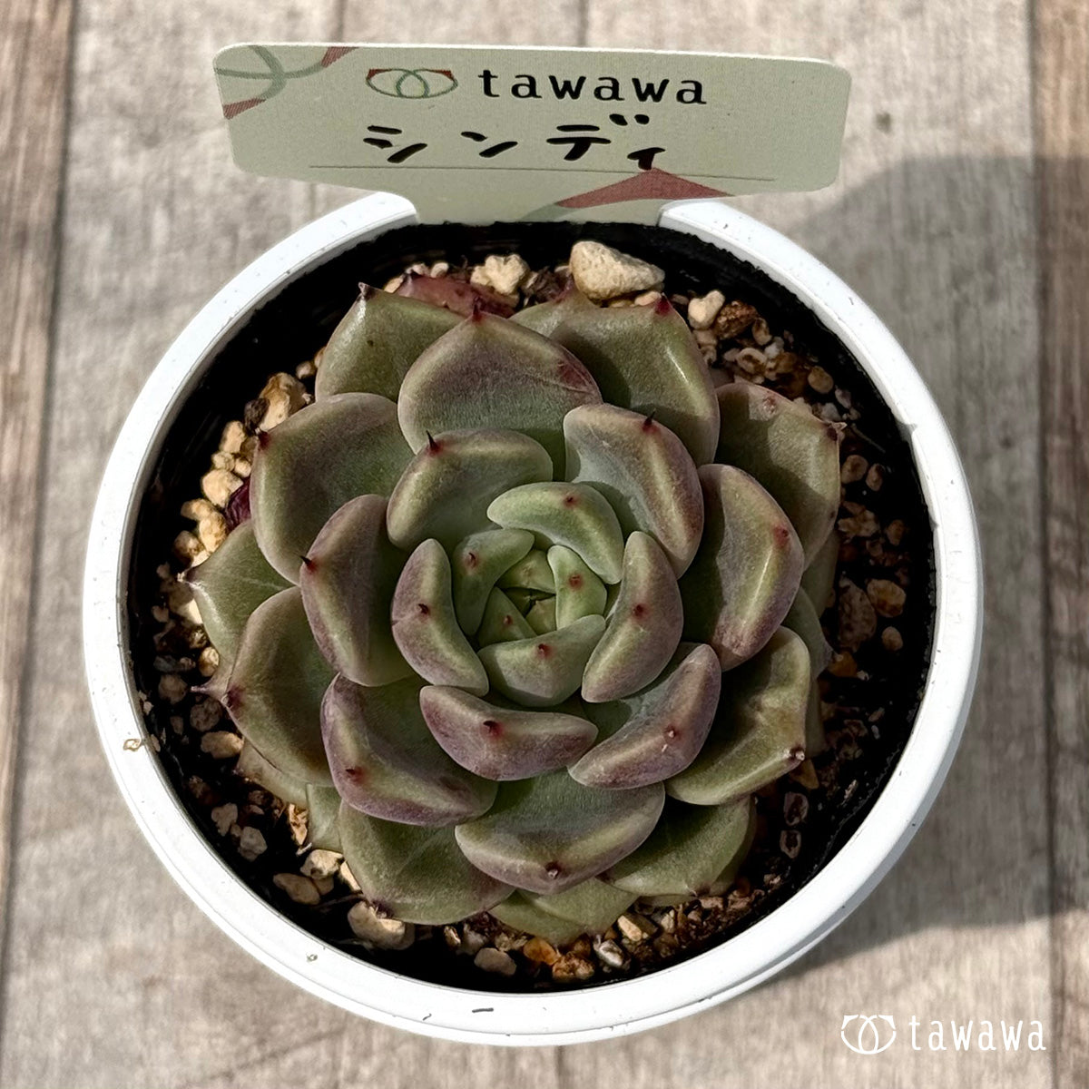 *新発売* シンディ 【tawawaハウス苗】