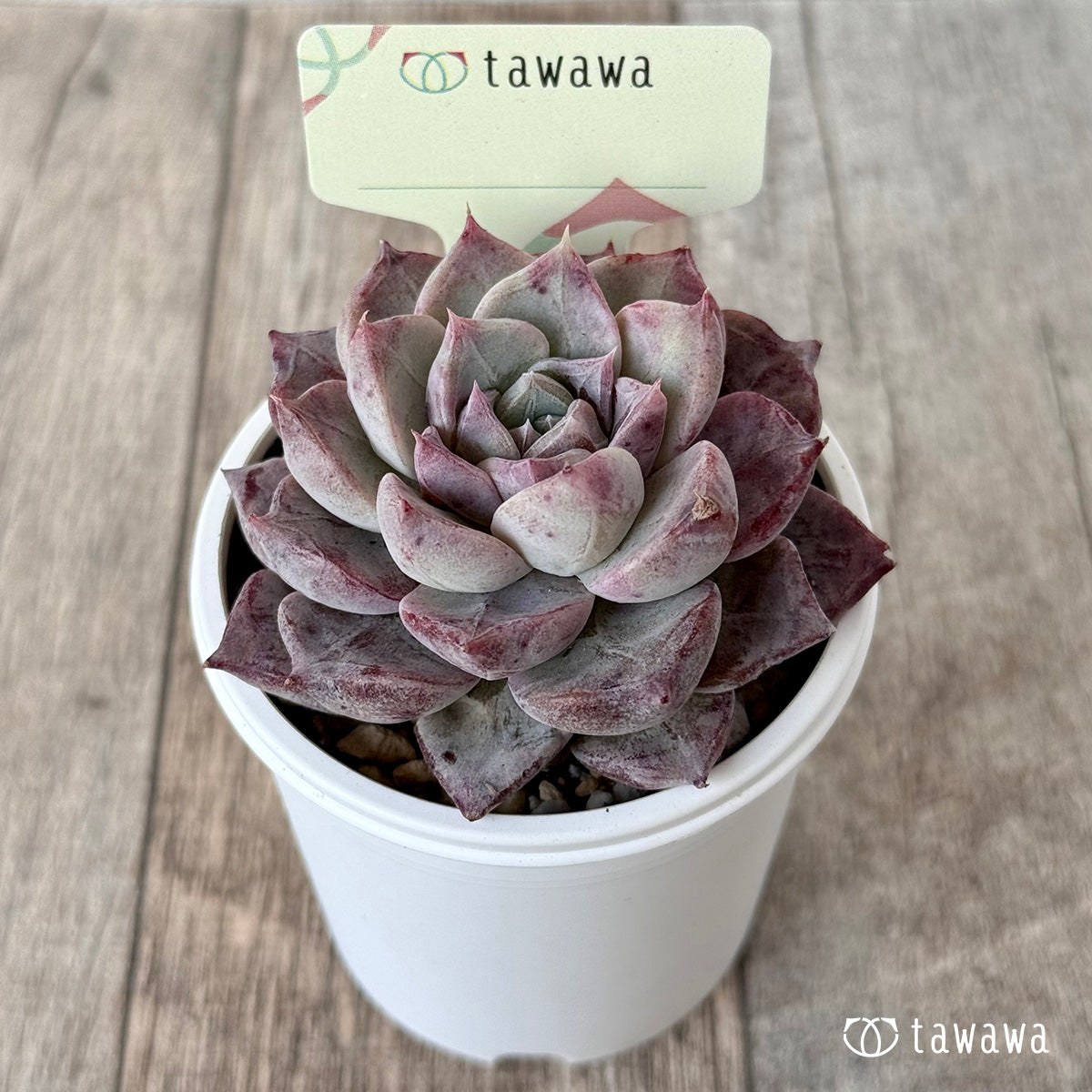 名前のない苗 14【tawawaハウス苗】