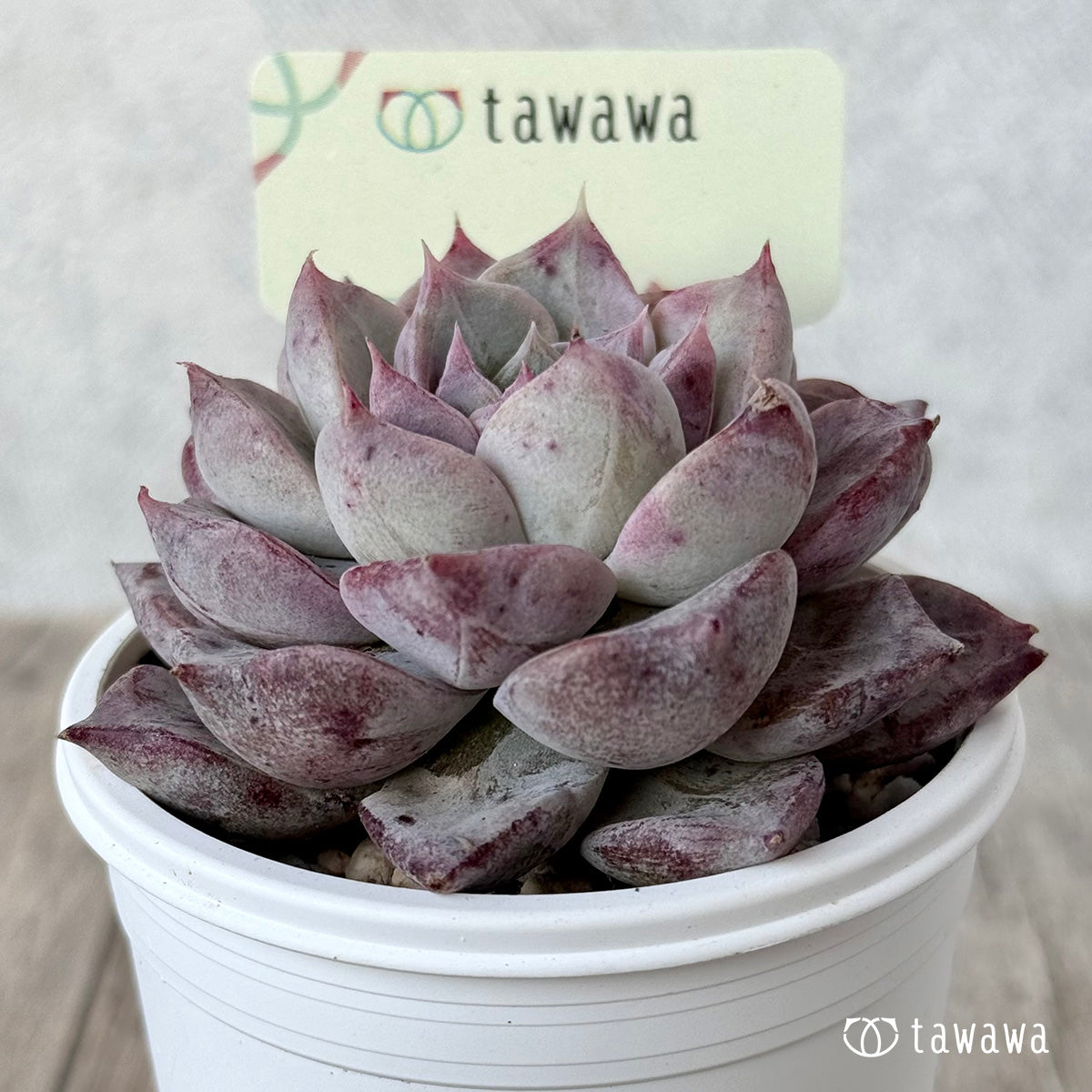名前のない苗 14【tawawaハウス苗】