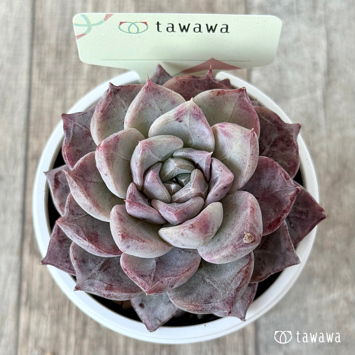 名前のない苗 14【tawawaハウス苗】