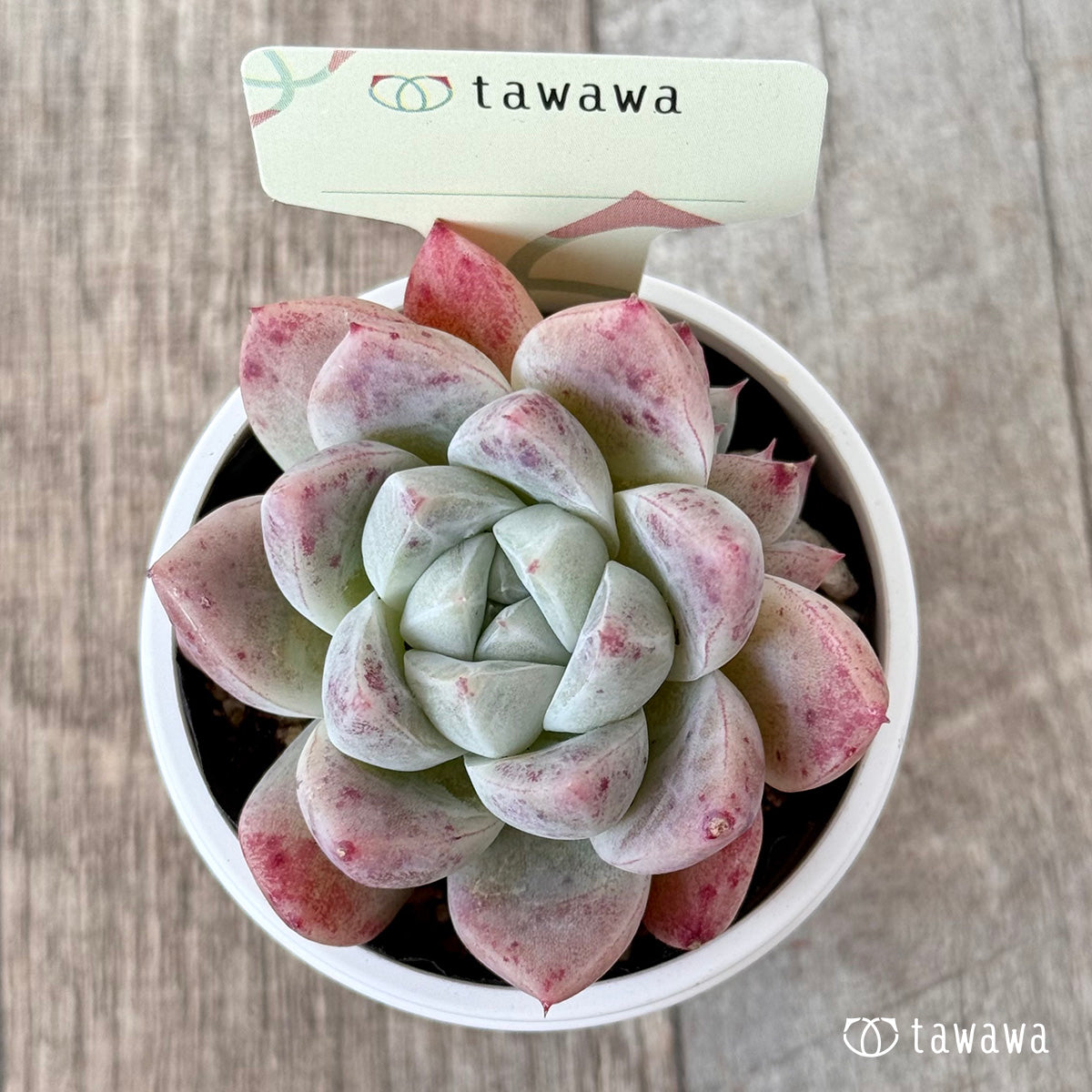名前のない苗 15【tawawaハウス苗】