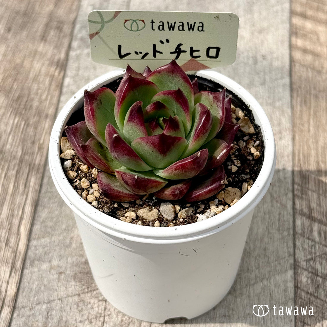*新発売* レッドチヒロ スペシャル2(エアーマジック農園)【tawawaハウス苗】