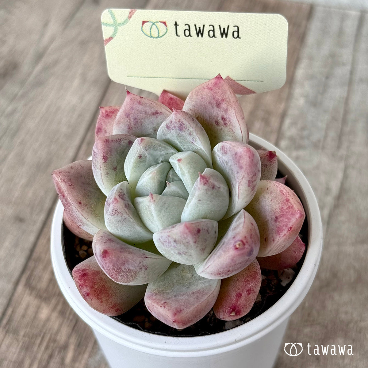 名前のない苗 15【tawawaハウス苗】