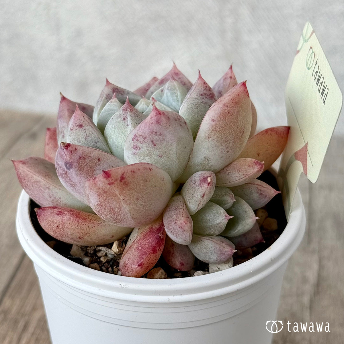 名前のない苗 15【tawawaハウス苗】