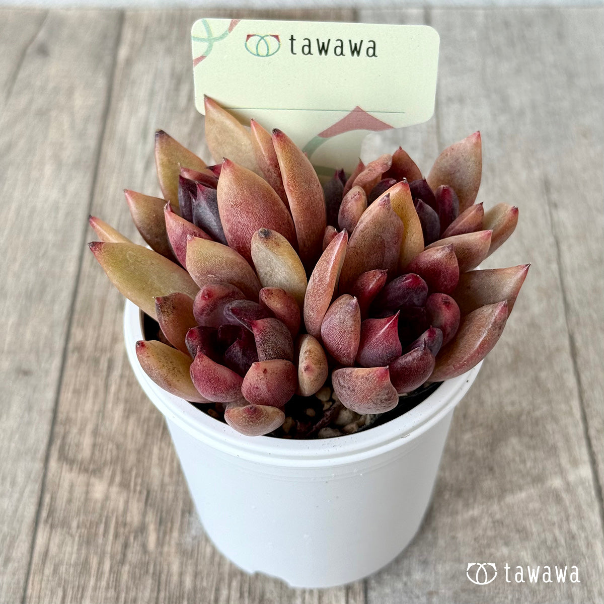 *新発売* 名前のない葉挿し苗1【tawawaハウス苗】