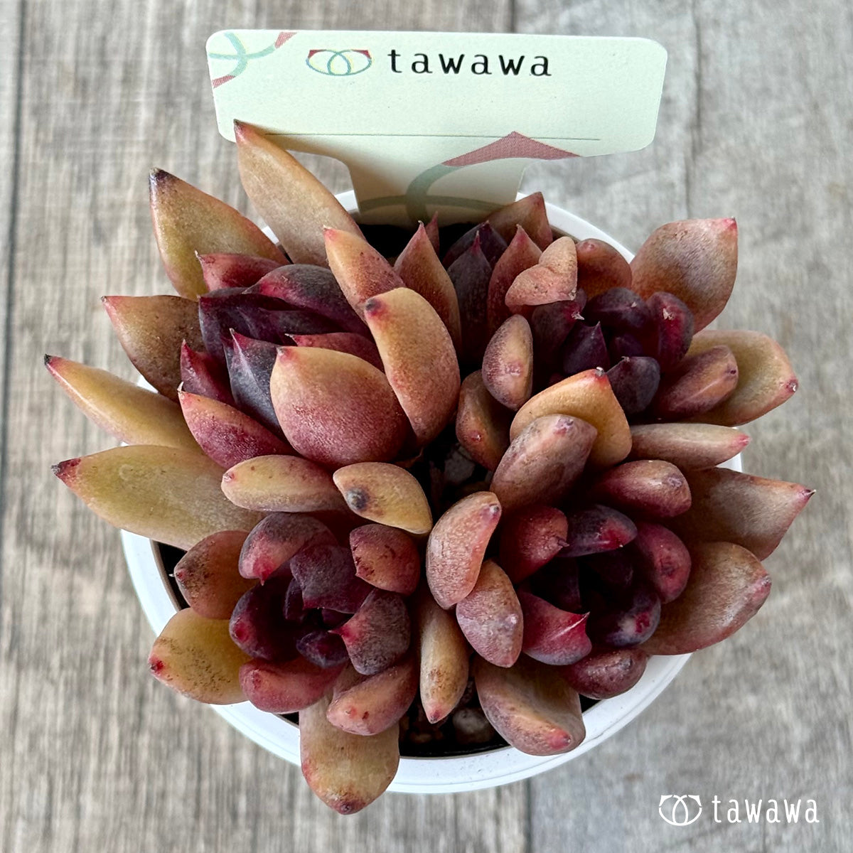 *新発売* 名前のない葉挿し苗1【tawawaハウス苗】