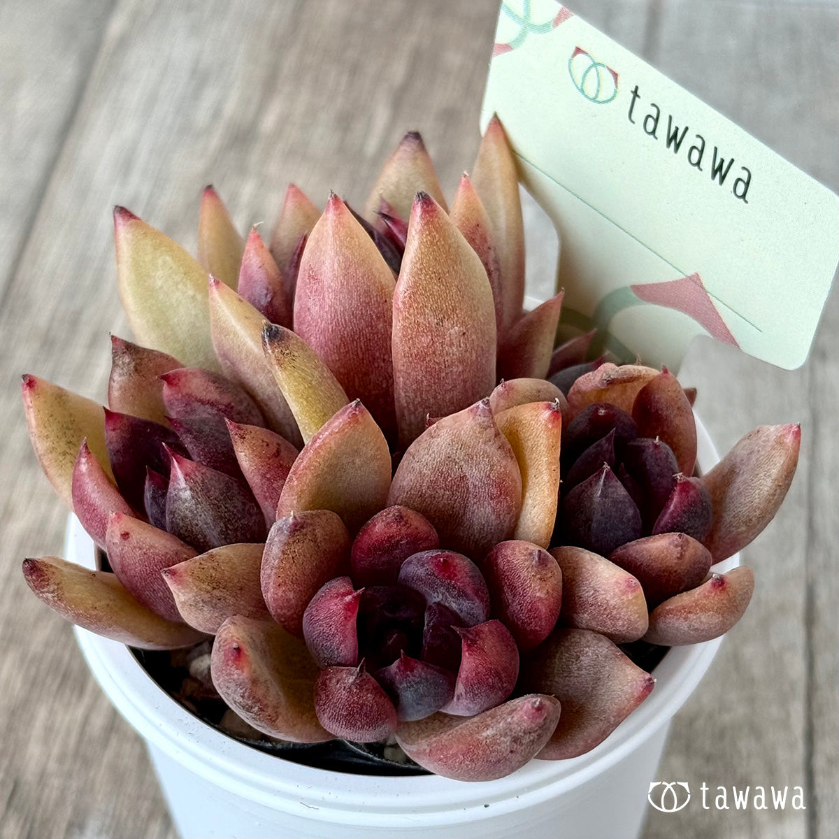 *新発売* 名前のない葉挿し苗1【tawawaハウス苗】