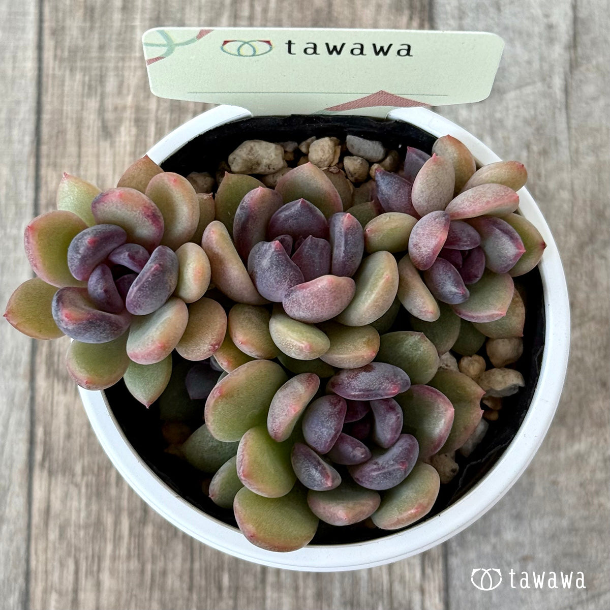 *新発売* 名前のない葉挿し苗2【tawawaハウス苗】