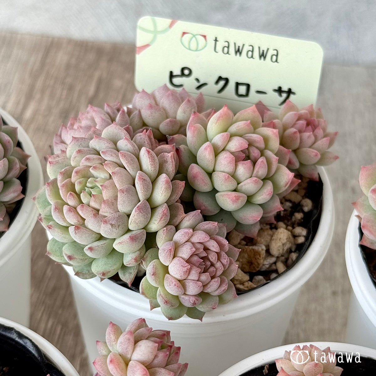 ピンクローサ2（エアーマジック農園）【tawawaハウス苗】 – 多肉植物