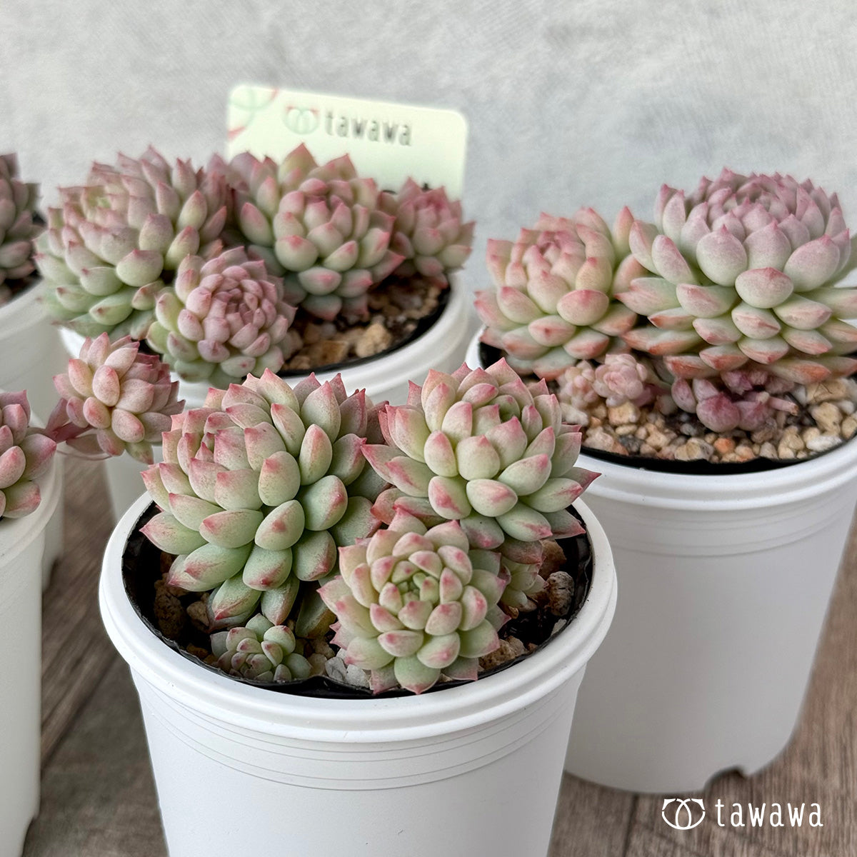 ピンクローサ2(エアーマジック農園)【tawawaハウス苗】