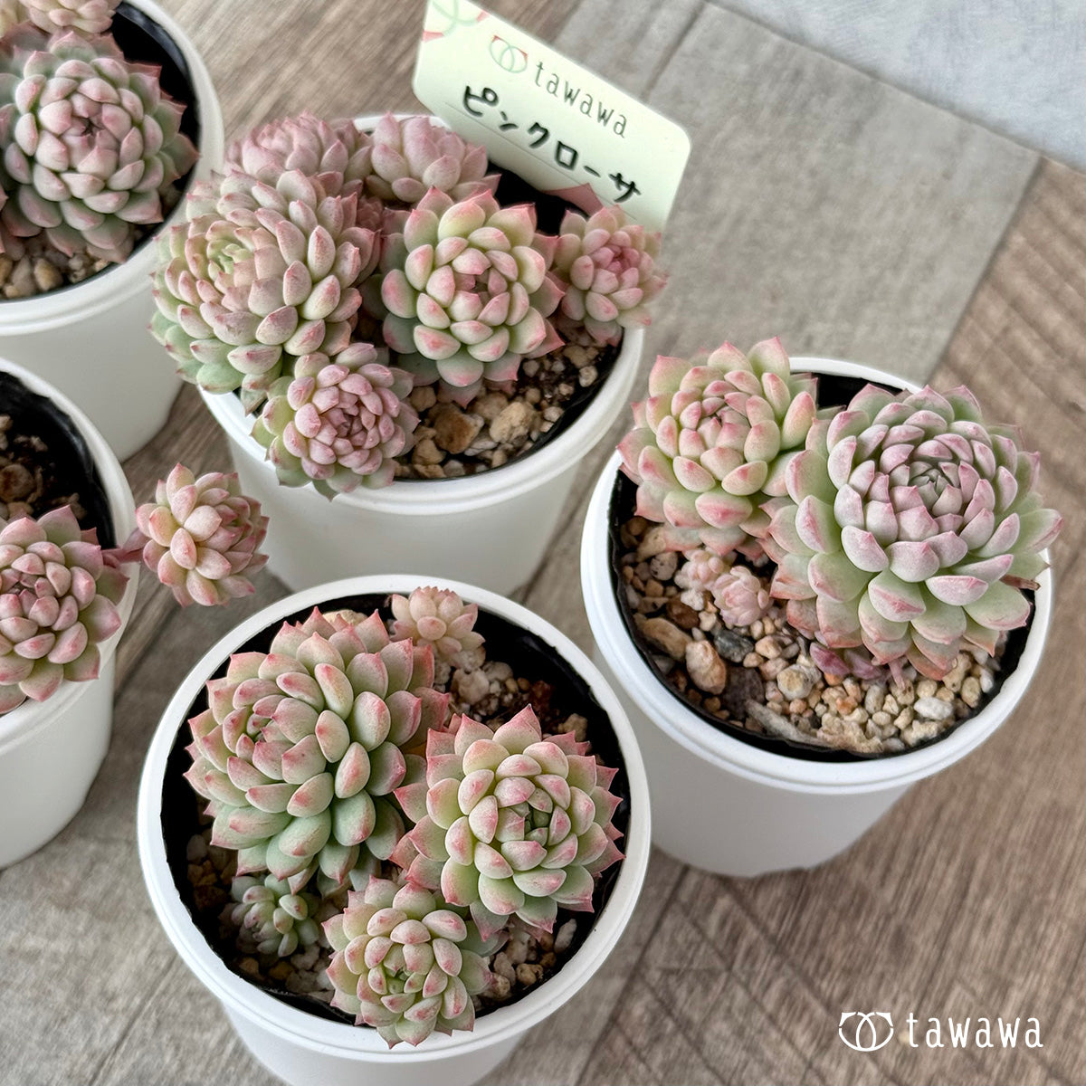 ピンクローサ2(エアーマジック農園)【tawawaハウス苗】