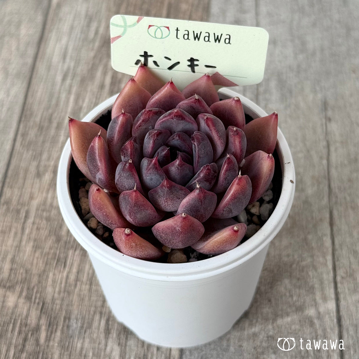 ホンキー【tawawaハウス苗】