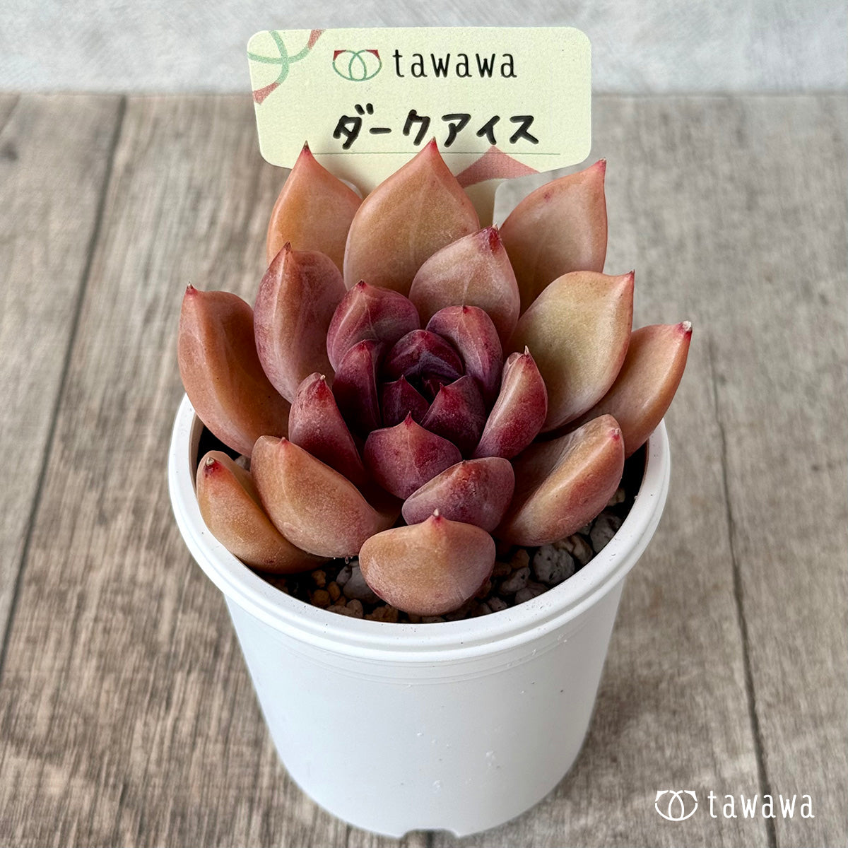 ダークアイス【tawawaハウス苗】