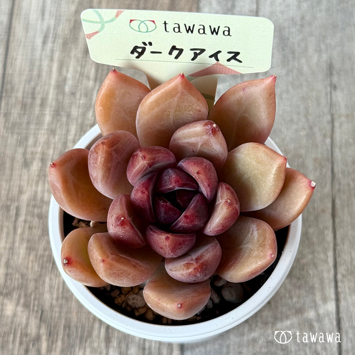 ダークアイス【tawawaハウス苗】