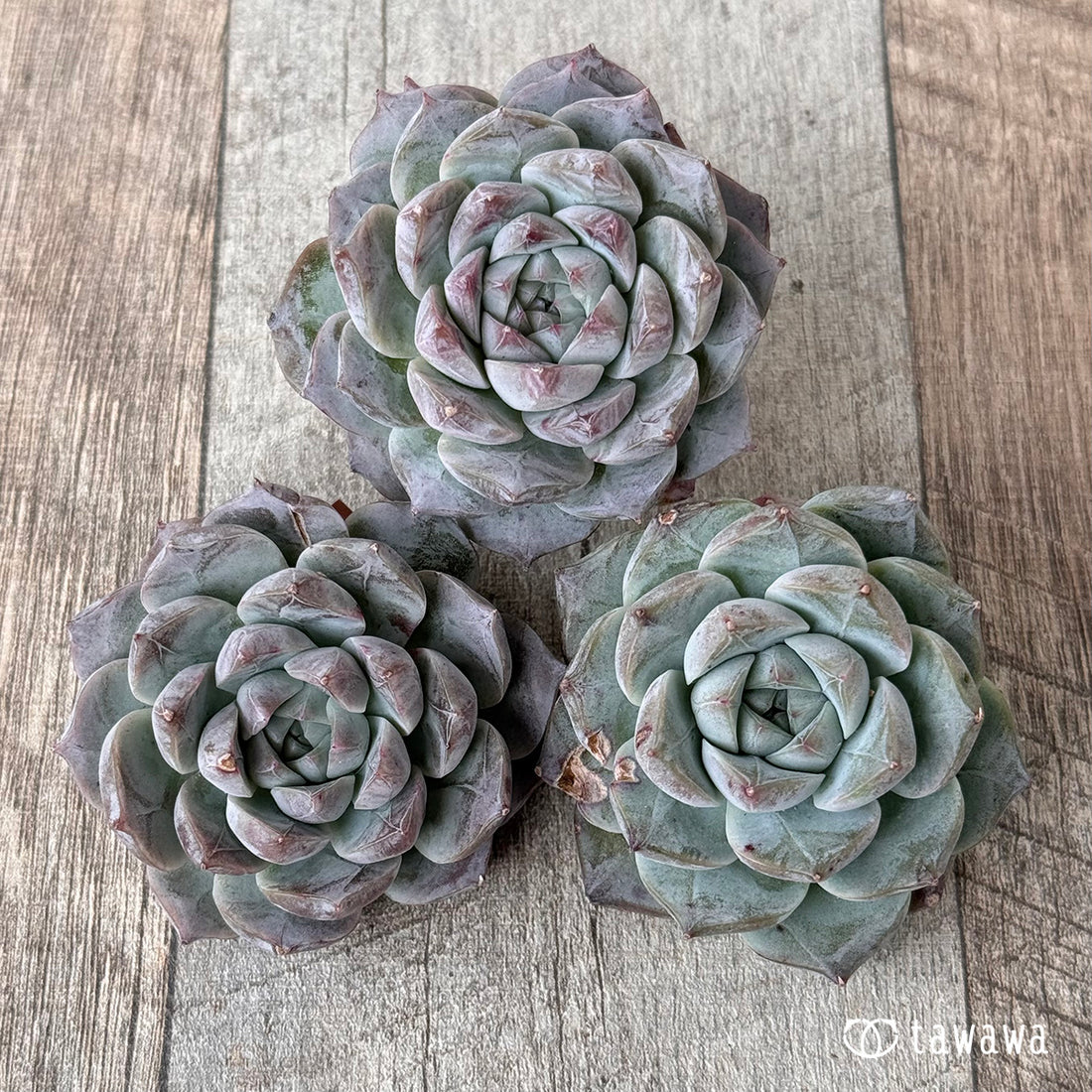 ロイヤルスター