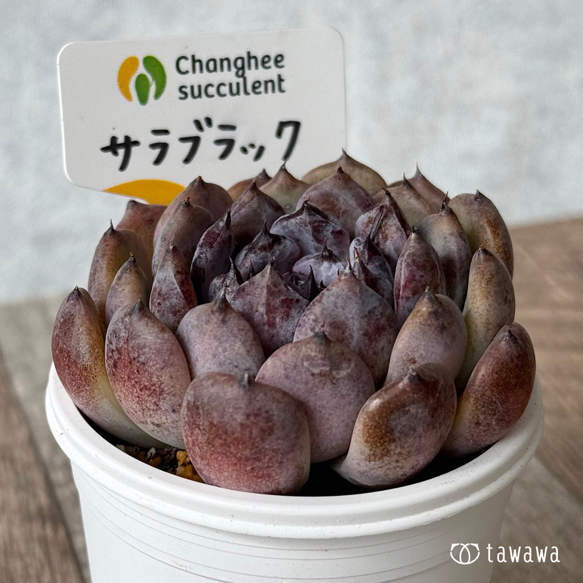 *新発売* サラブラック2(チャンヒー農園)【tawawaハウス苗】