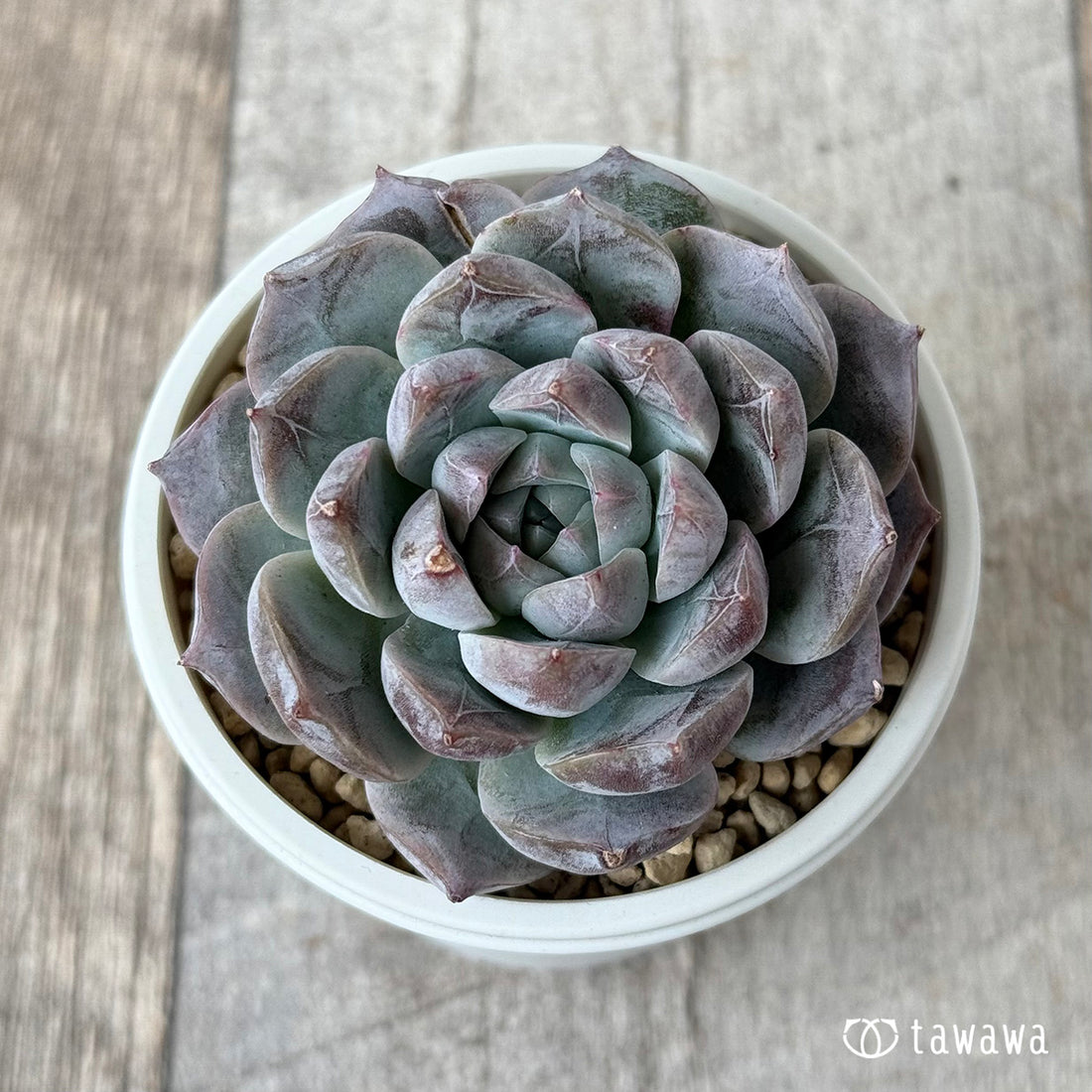 ロイヤルスター