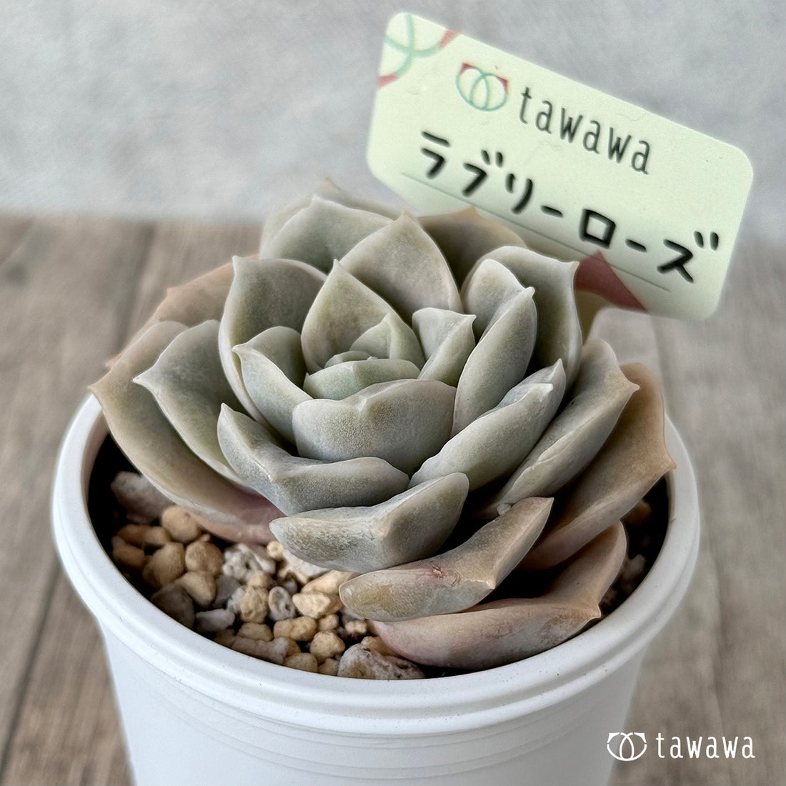 *新発売* ラブリーローズ【tawawaハウス苗】