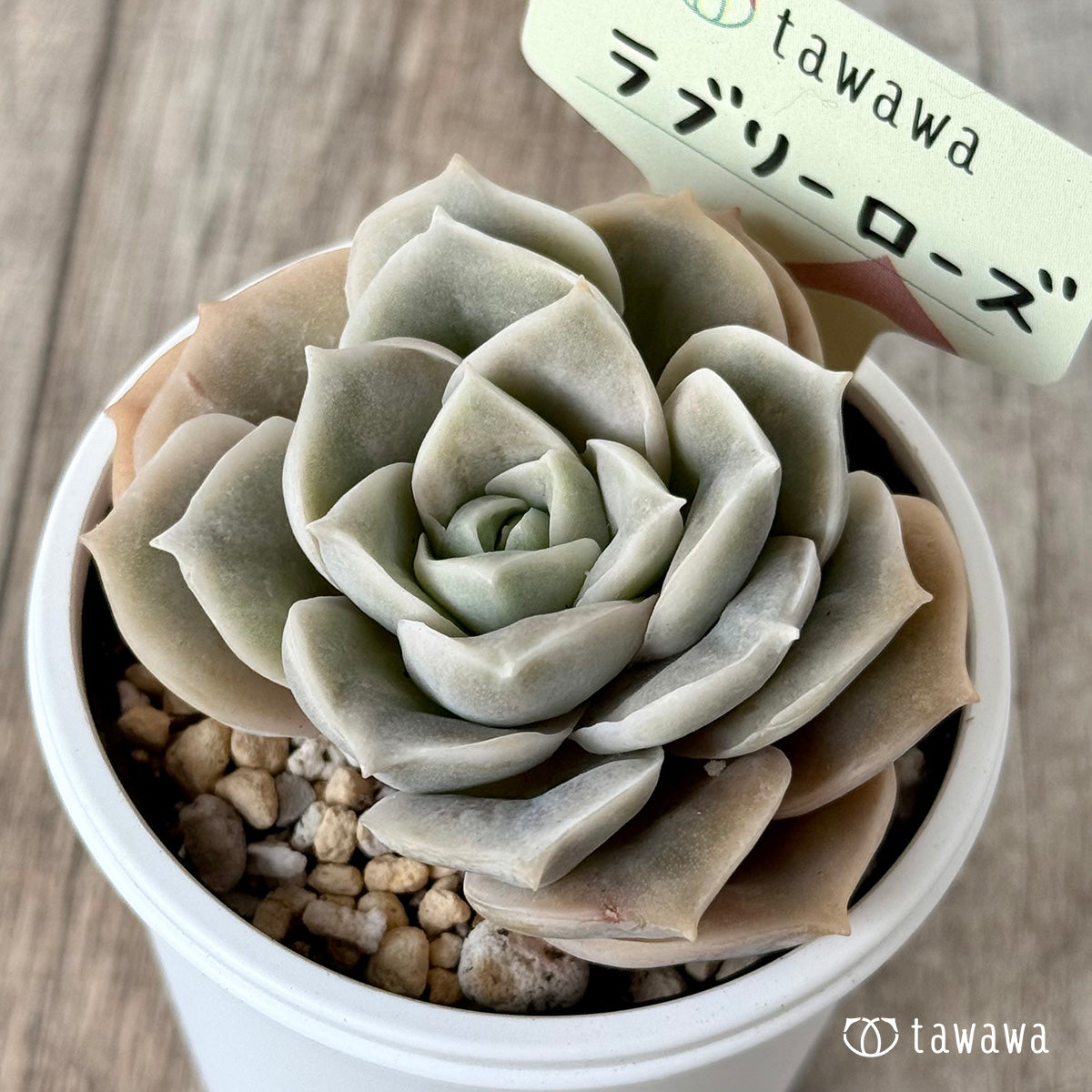 *新発売* ラブリーローズ【tawawaハウス苗】