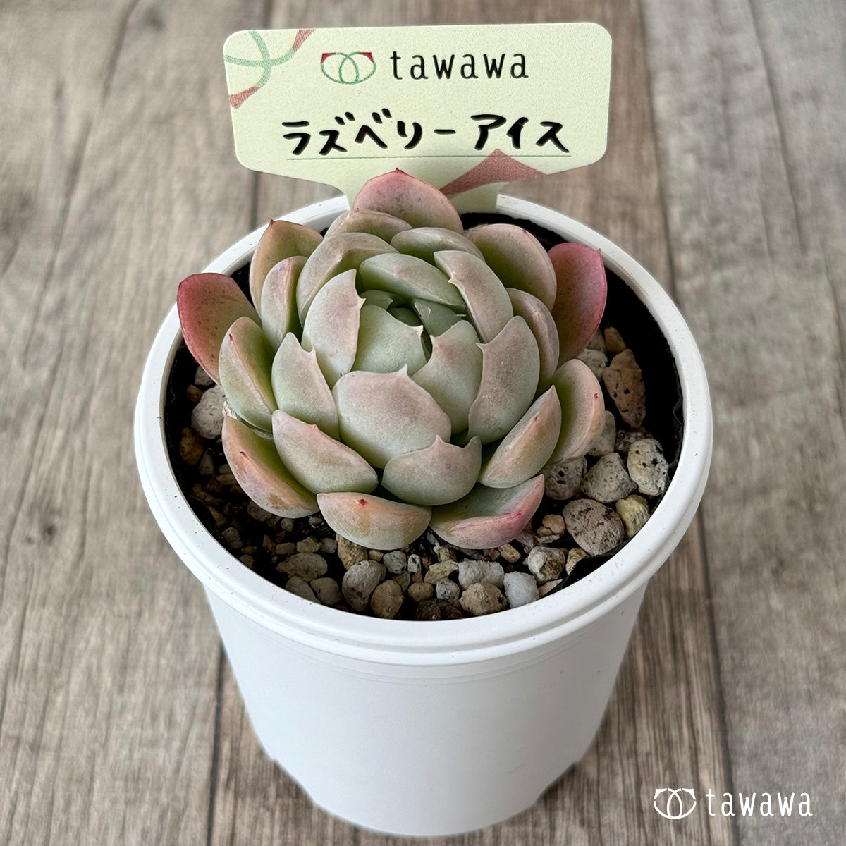 라스베리 아이스