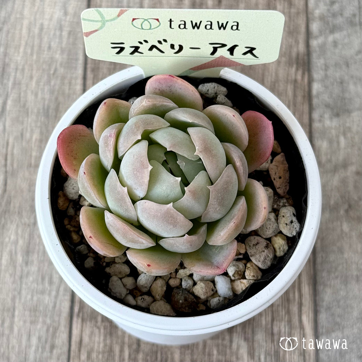 라스베리 아이스