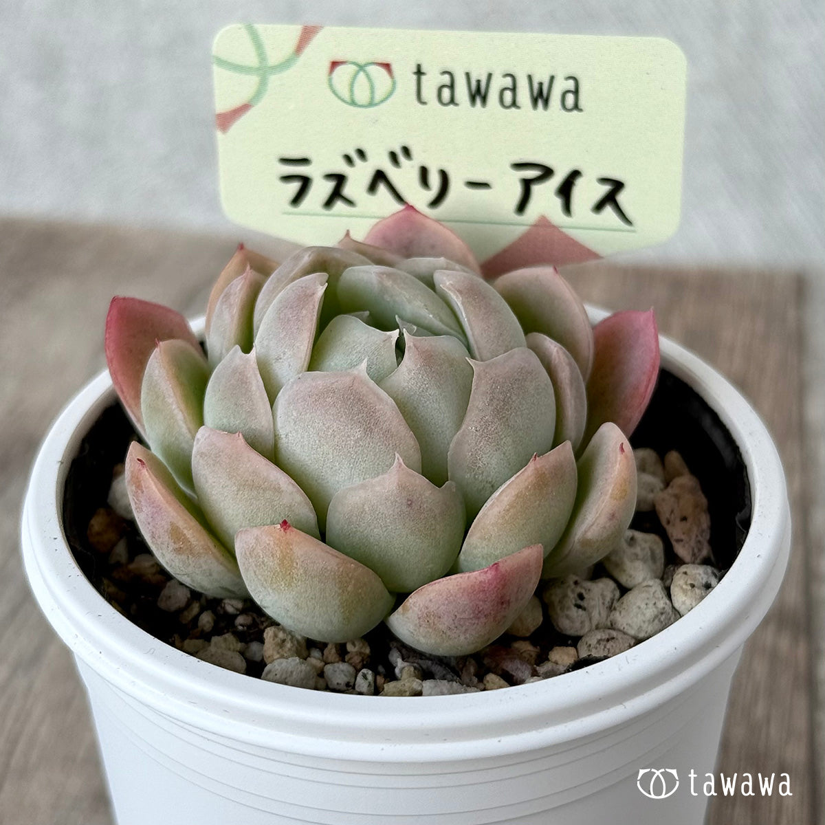 라스베리 아이스