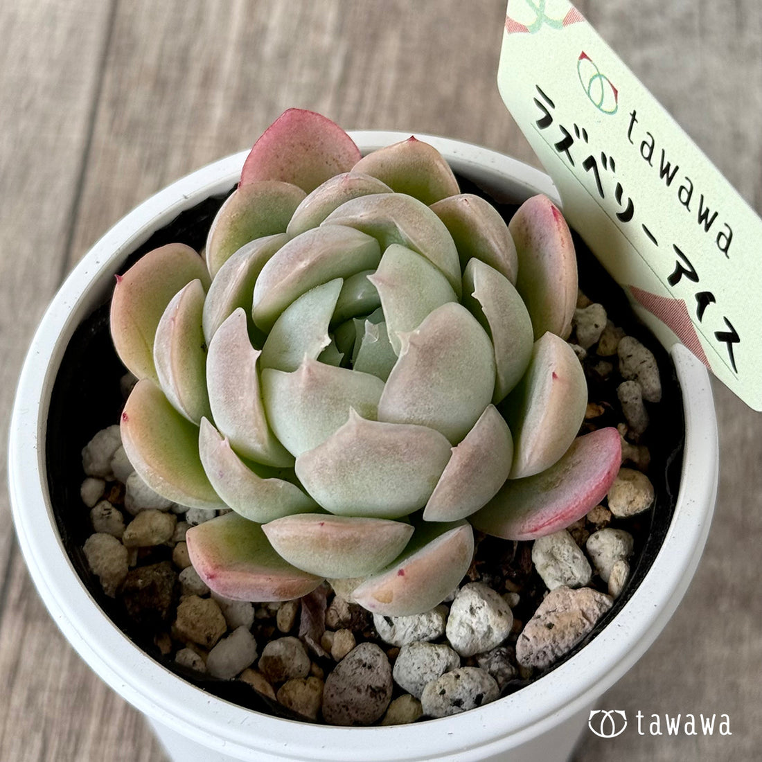 *新発売* ラズベリーアイス【tawawaハウス苗】