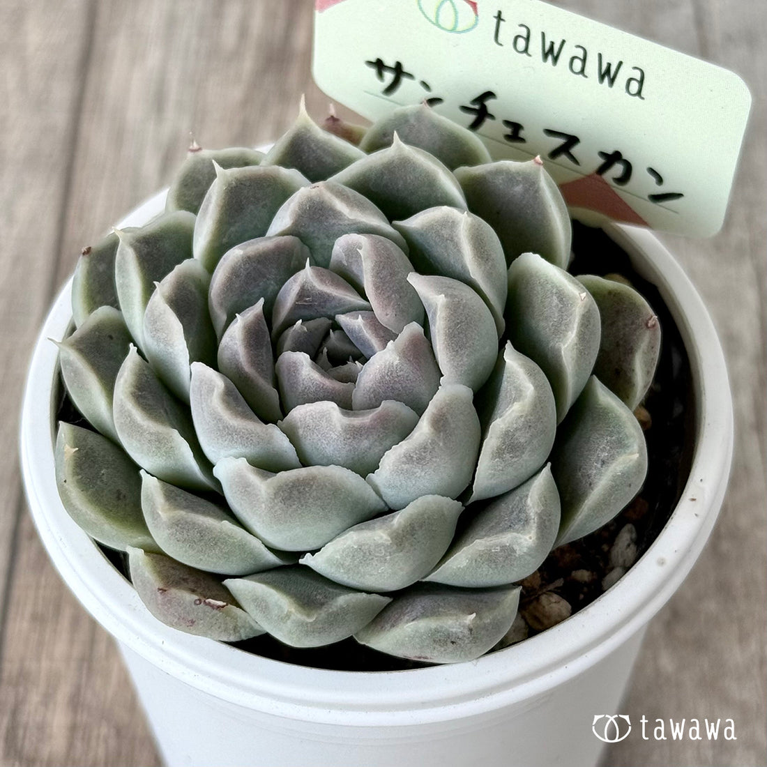 サンチェスカン1(エアーマジック農園)【tawawaハウス苗】