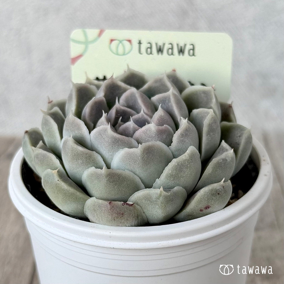 サンチェスカン1(エアーマジック農園)【tawawaハウス苗】