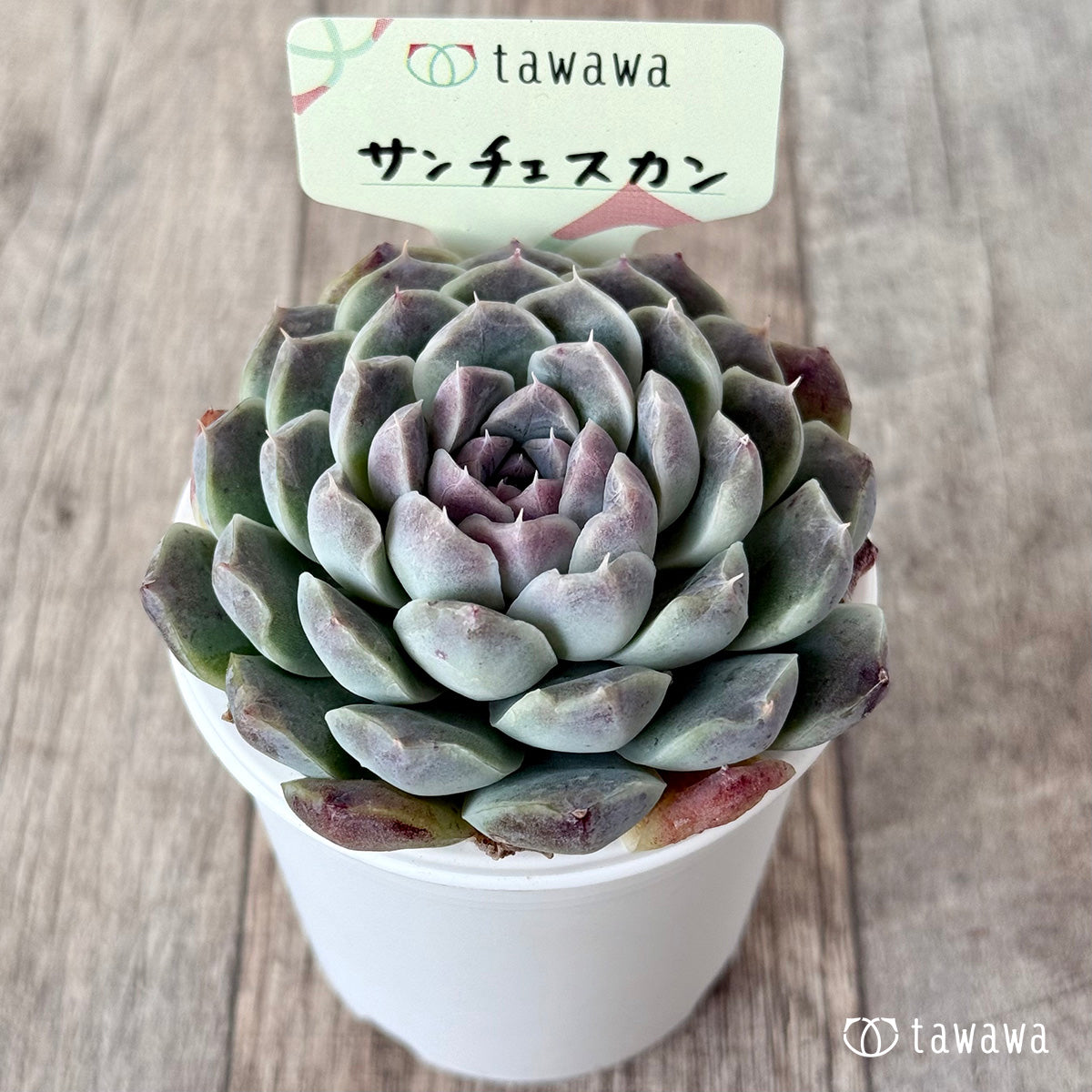 サンチェスカン2(エアーマジック農園)【tawawaハウス苗】