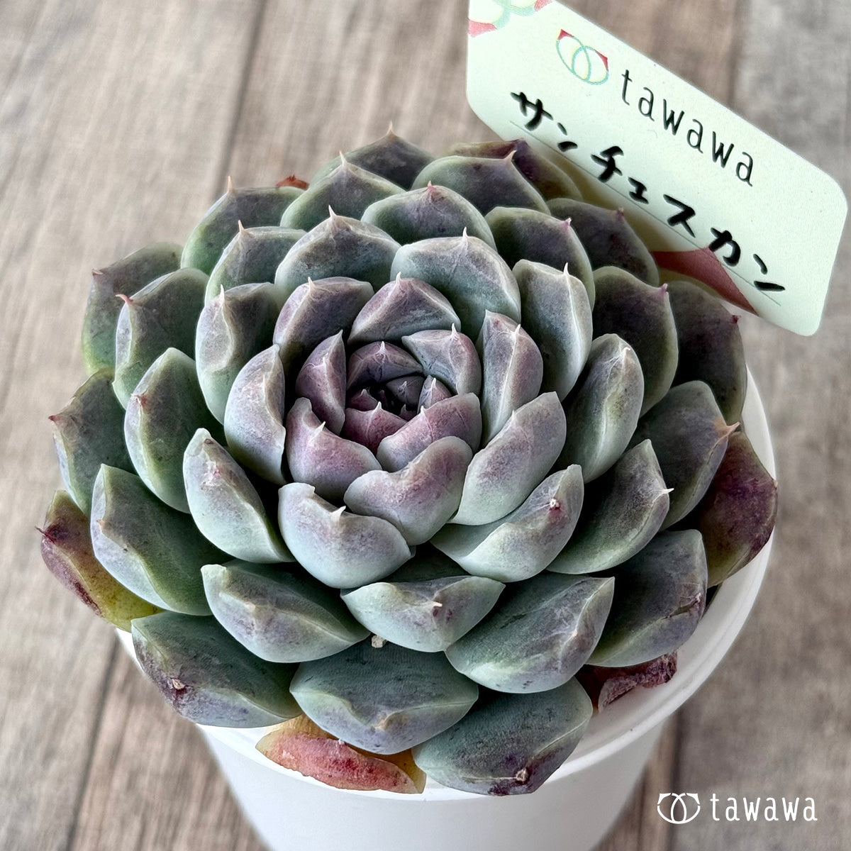 サンチェスカン2(エアーマジック農園)【tawawaハウス苗】