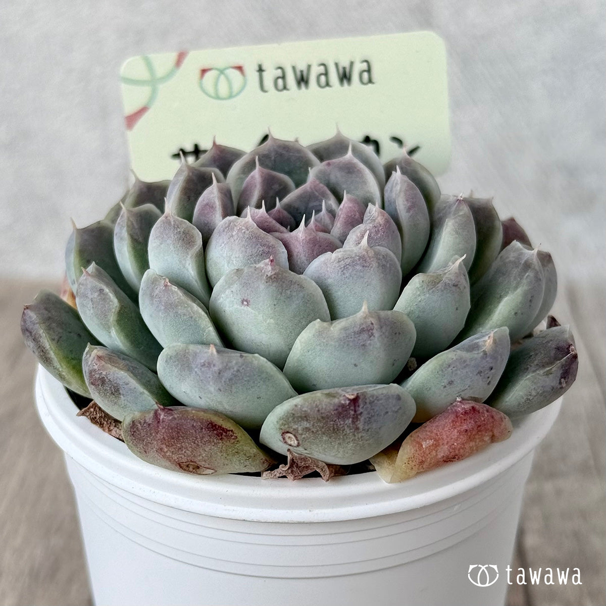 サンチェスカン2(エアーマジック農園)【tawawaハウス苗】