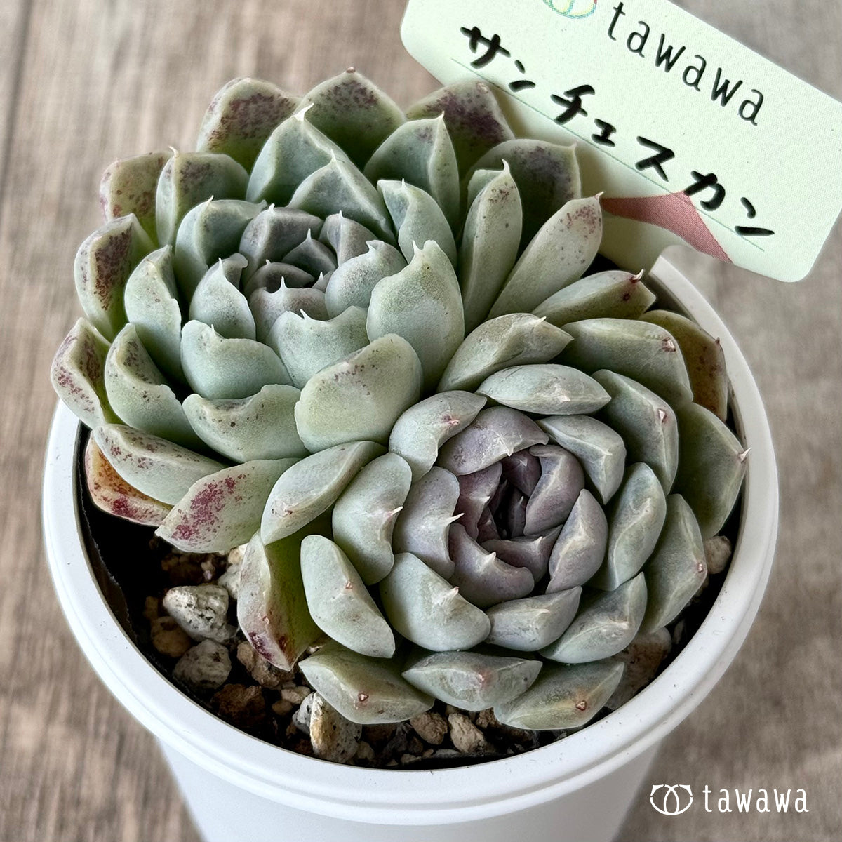 サンチェスカン3(エアーマジック農園)【tawawaハウス苗】