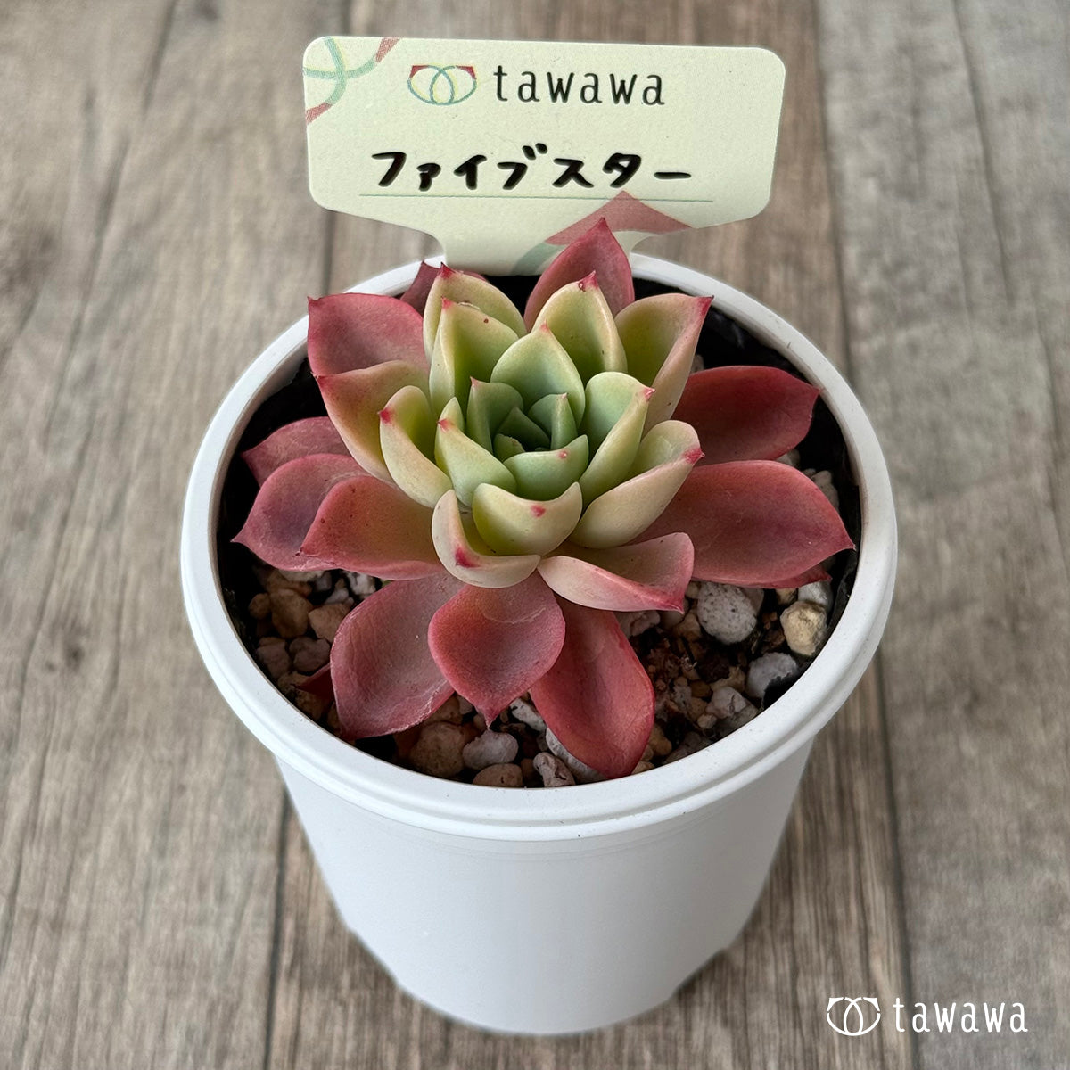 ファイブスター【tawawaハウス苗】