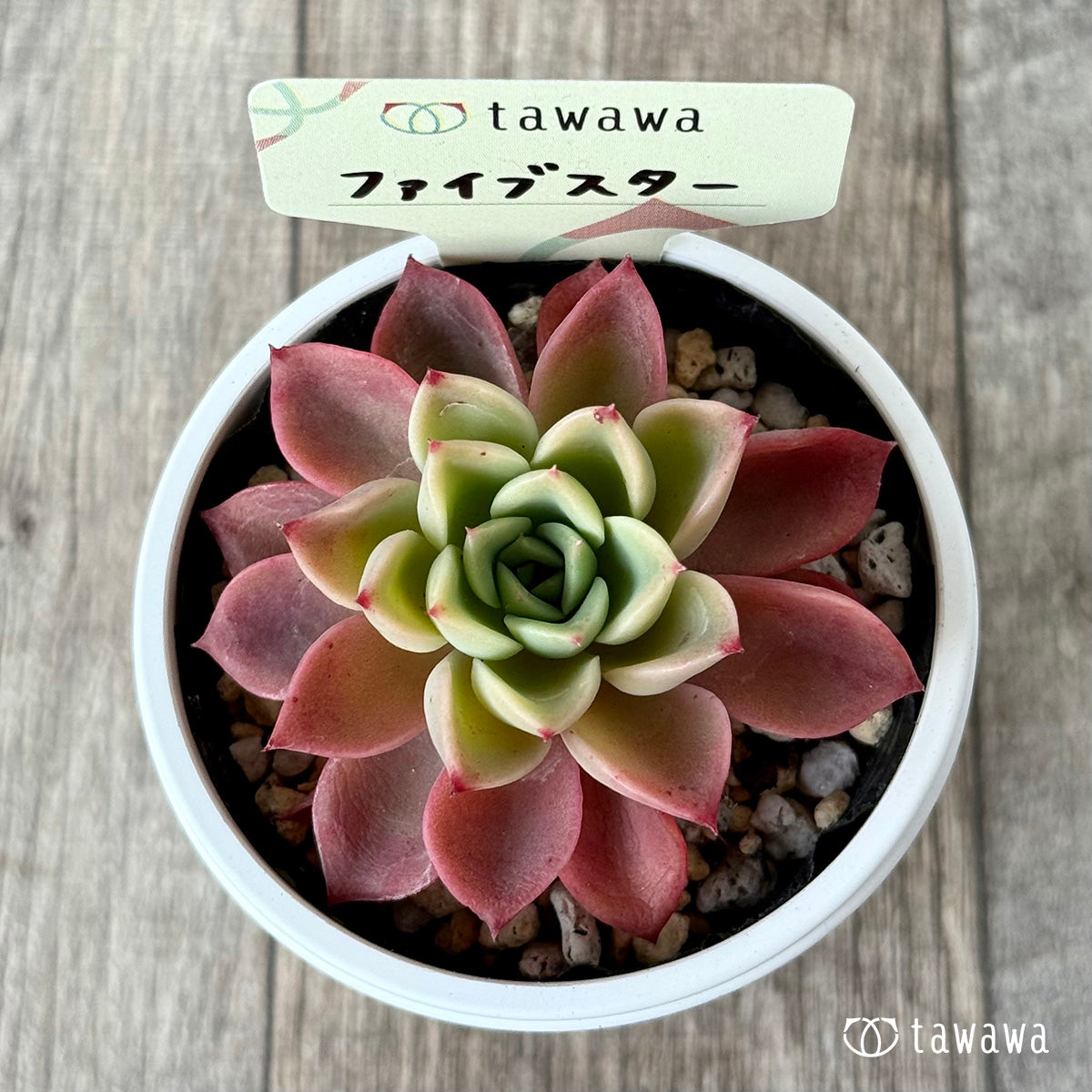 ファイブスター【tawawaハウス苗】