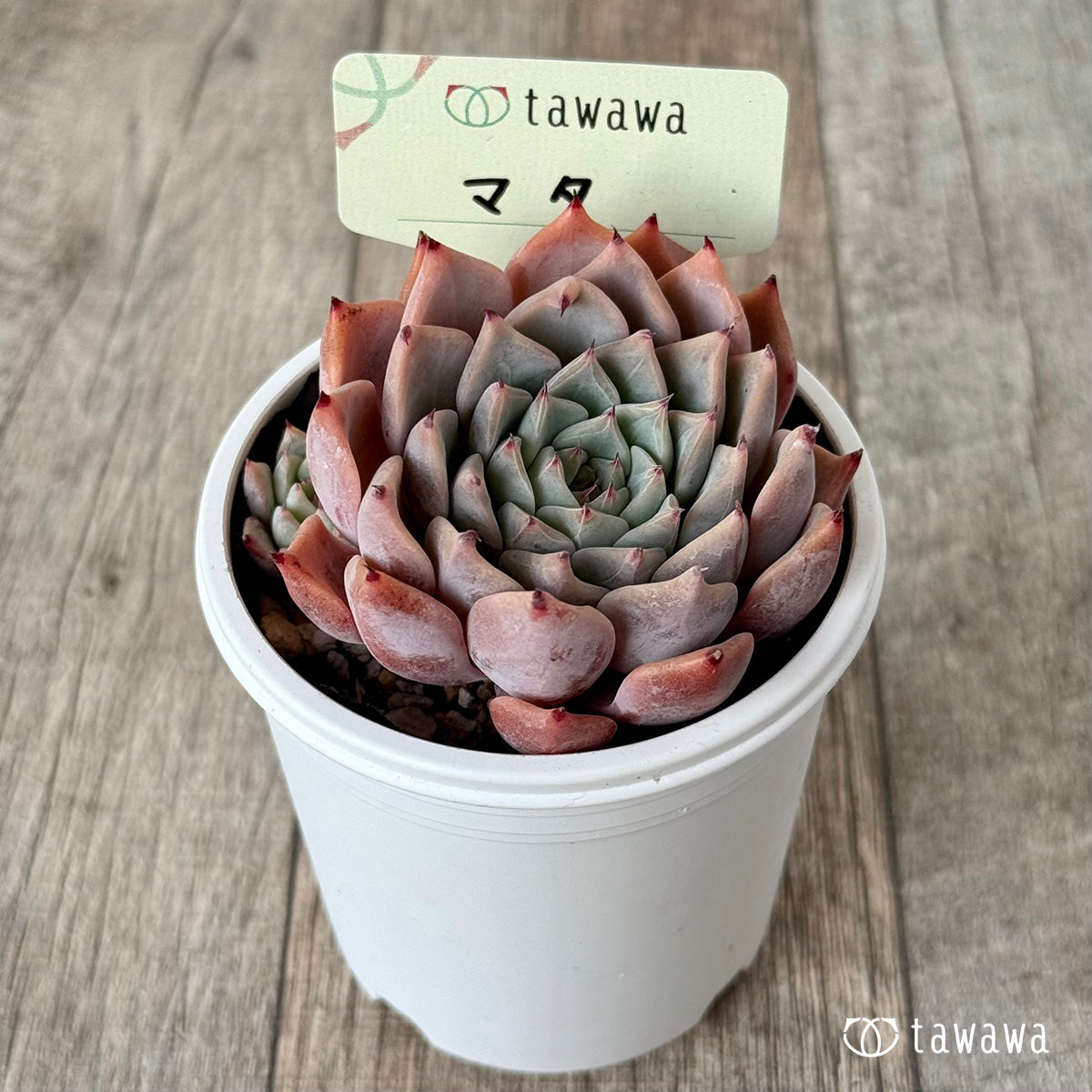 *新発売* マタ 【tawawaハウス苗】