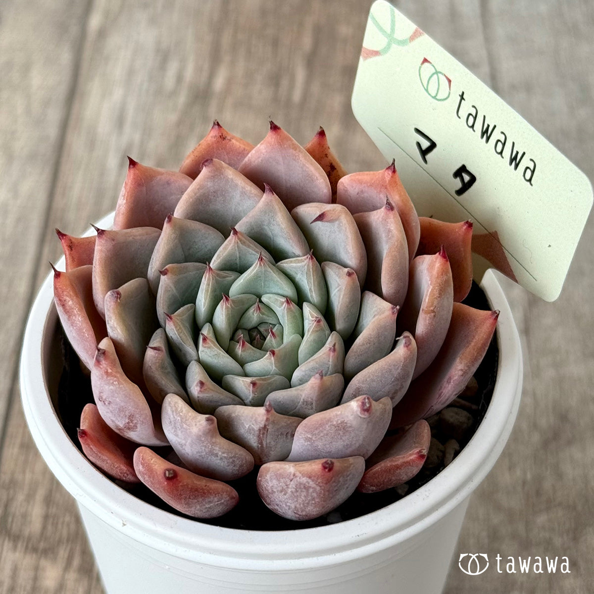 *新発売* マタ 【tawawaハウス苗】