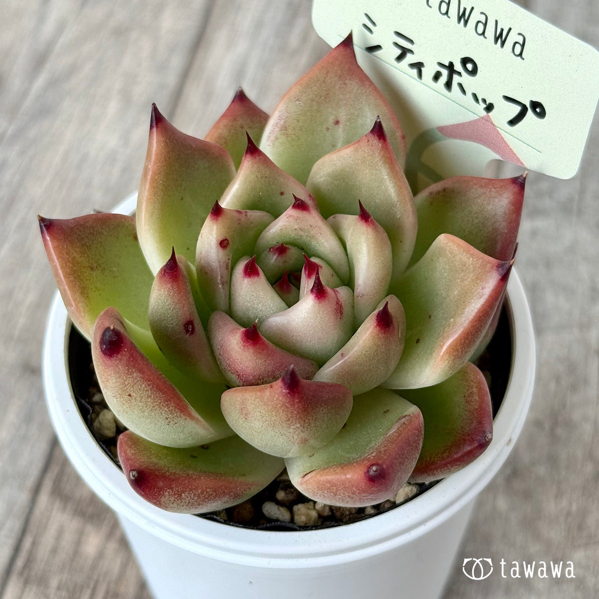 シティポップ【tawawaハウス苗】