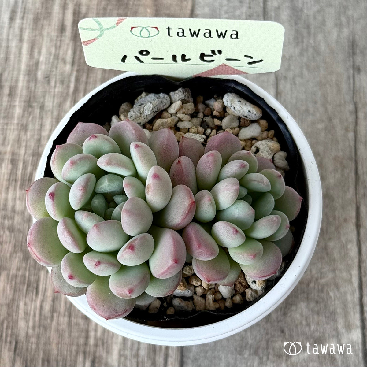 パールビーン1(エアーマジック農園)【tawawaハウス苗】