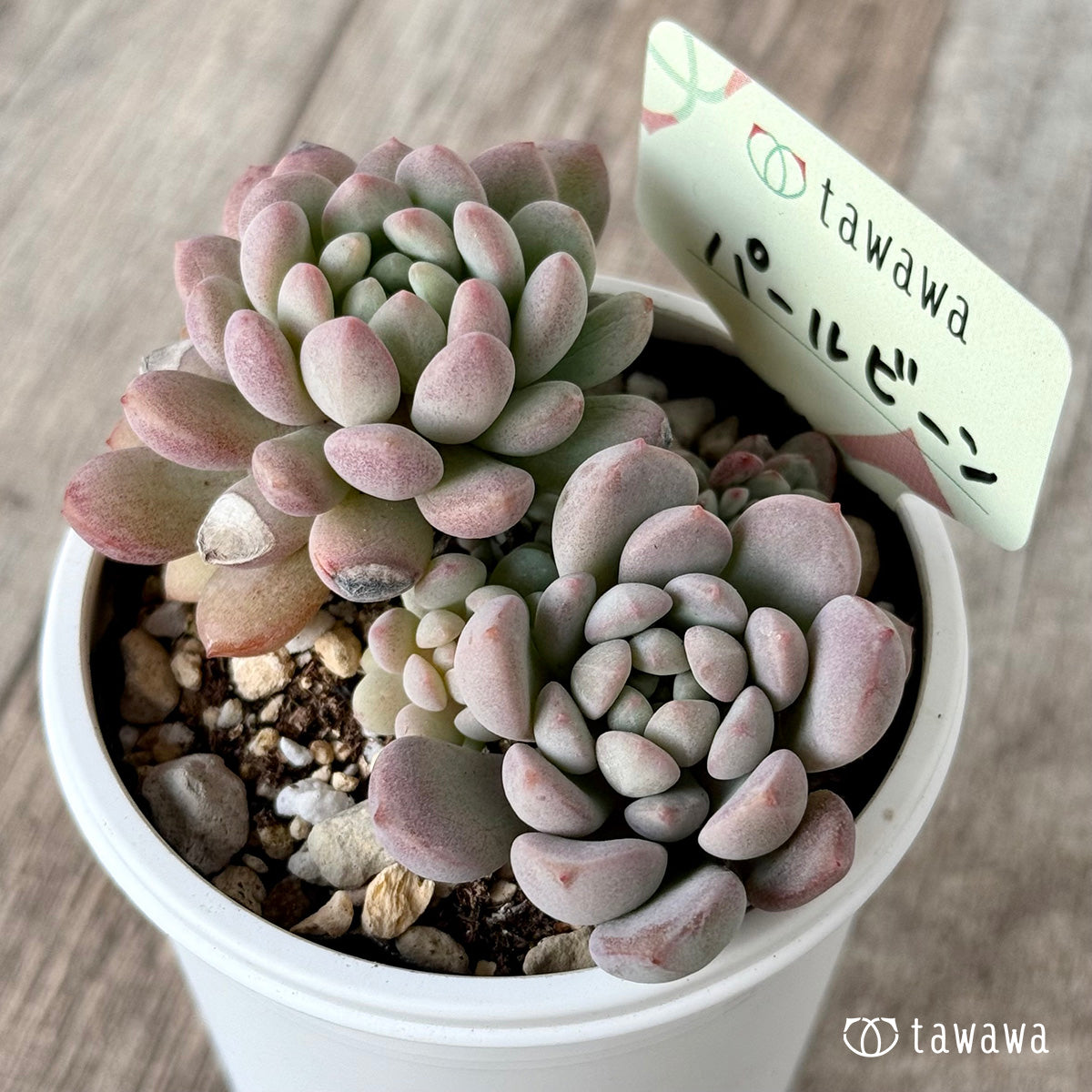 パールビーン2(エアーマジック農園)【tawawaハウス苗】