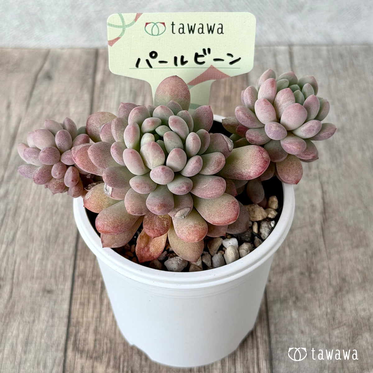 パールビーン3(エアーマジック農園)【tawawaハウス苗】