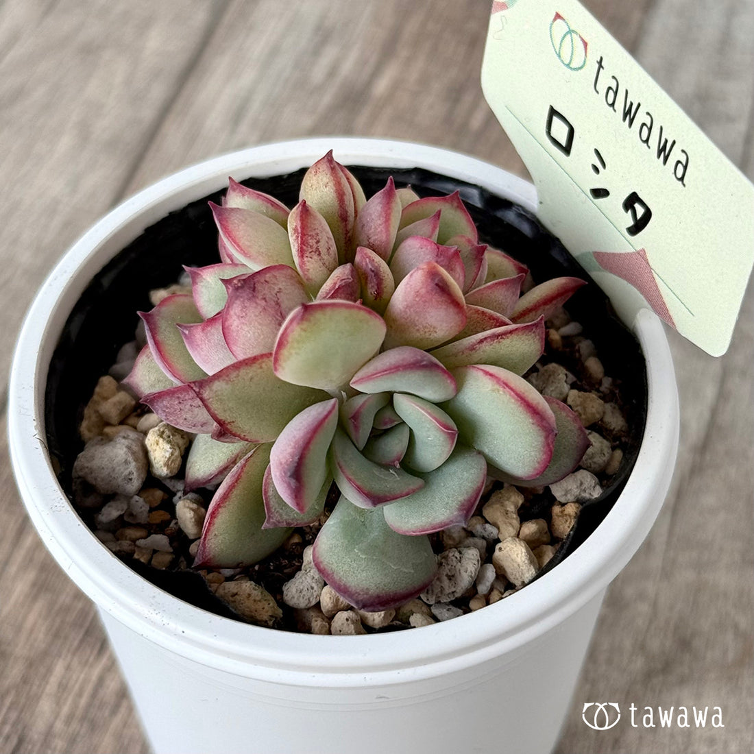 *新発売* ロシタ【tawawaハウス苗】