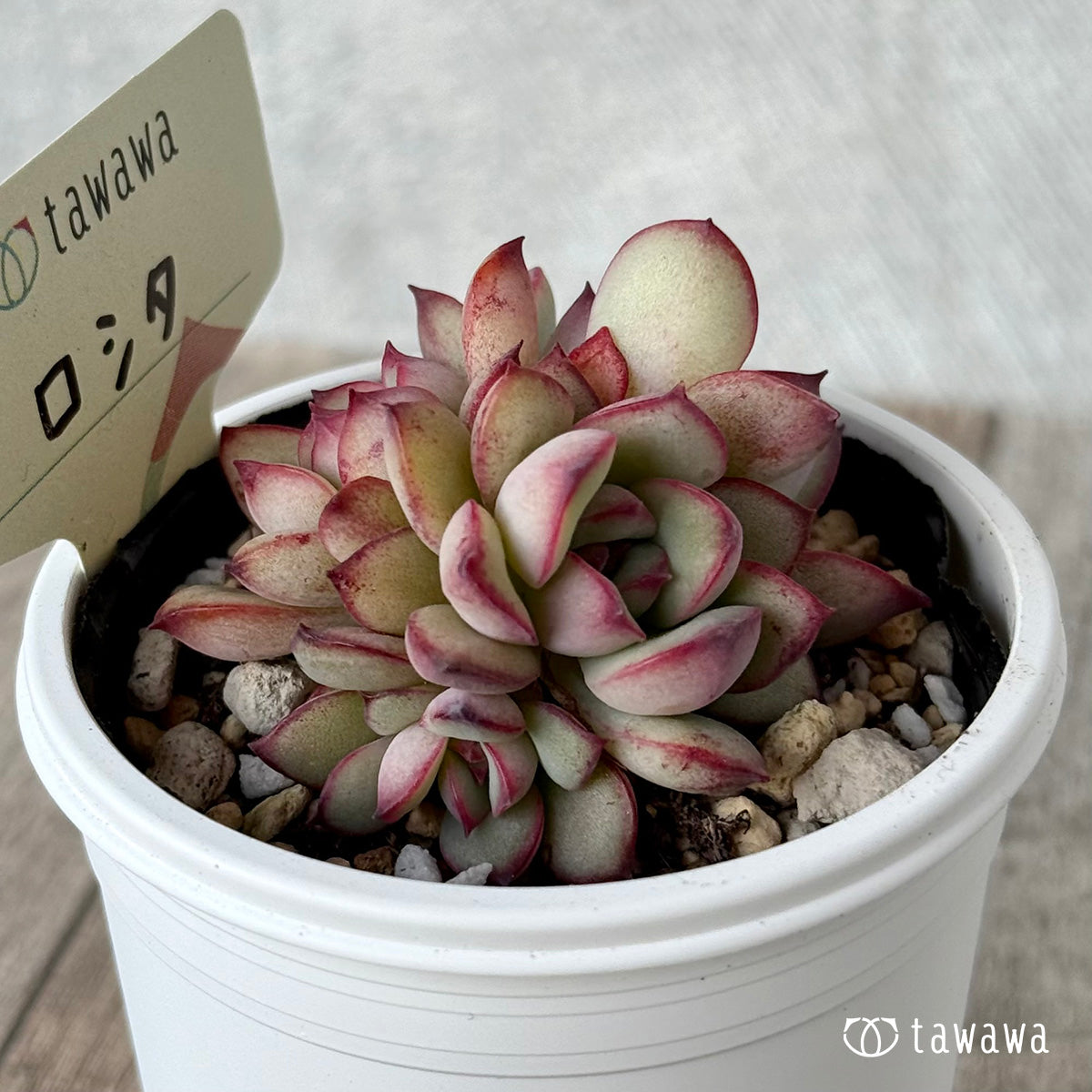 *新発売* ロシタ【tawawaハウス苗】