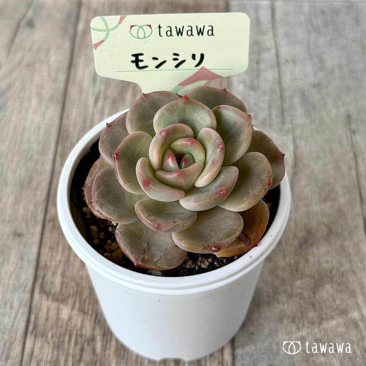 *新発売* モンシリ【tawawaハウス苗】