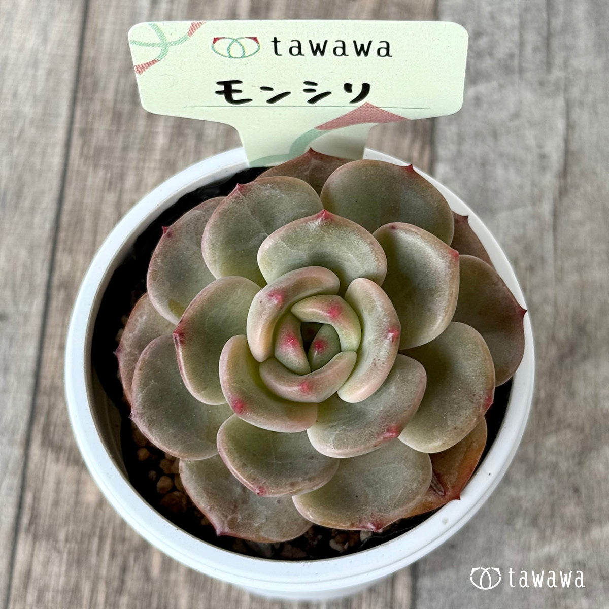 *新発売* モンシリ【tawawaハウス苗】
