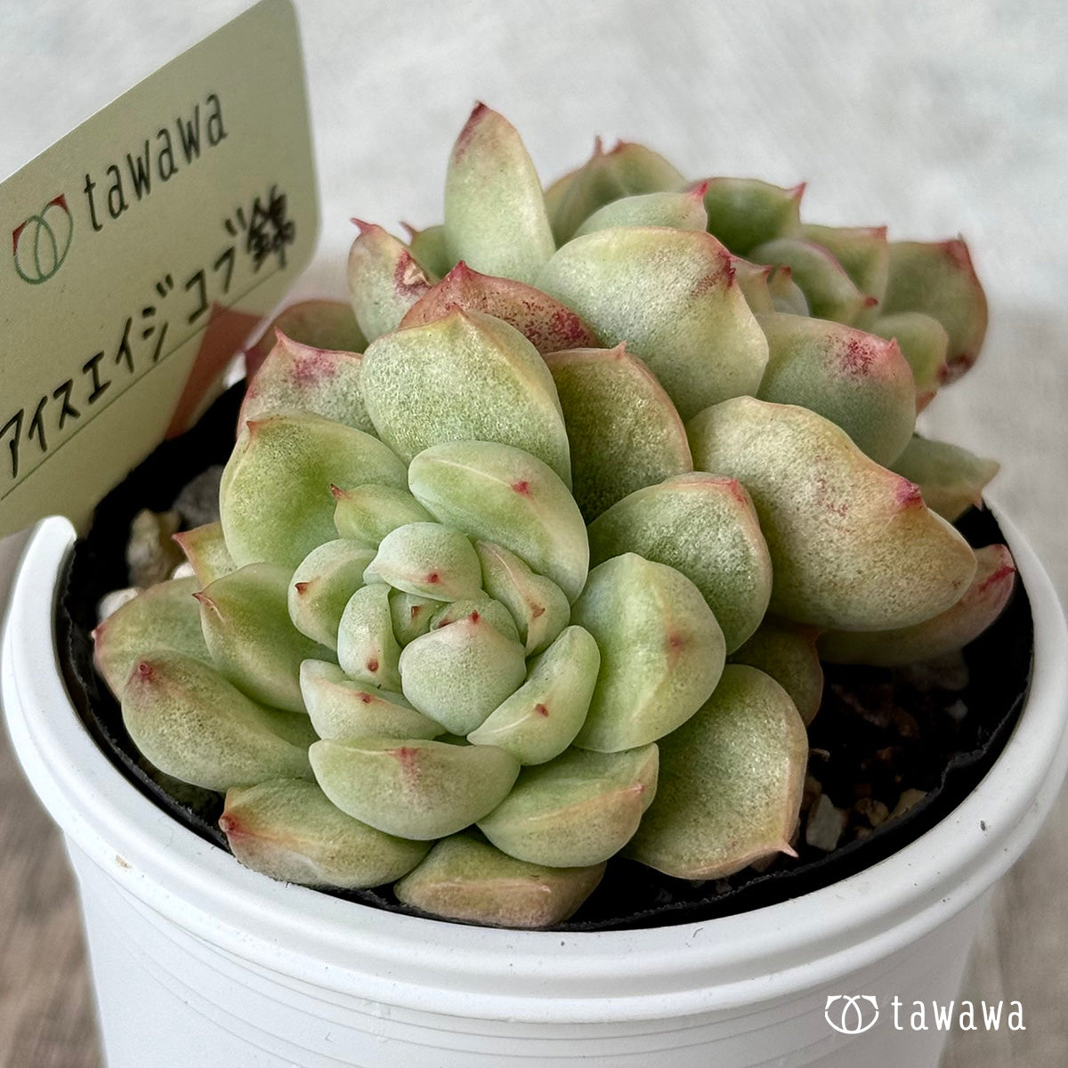 *新発売* アイスエイジ コブ錦3【tawawaハウス苗】