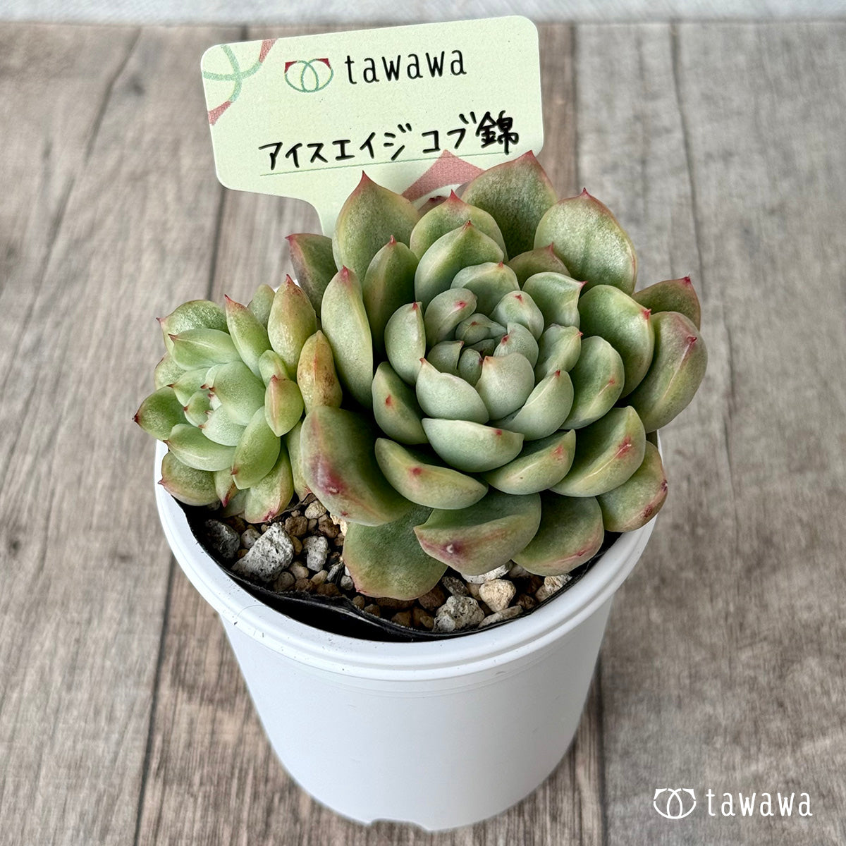 *新発売* アイスエイジ コブ錦2【tawawaハウス苗】