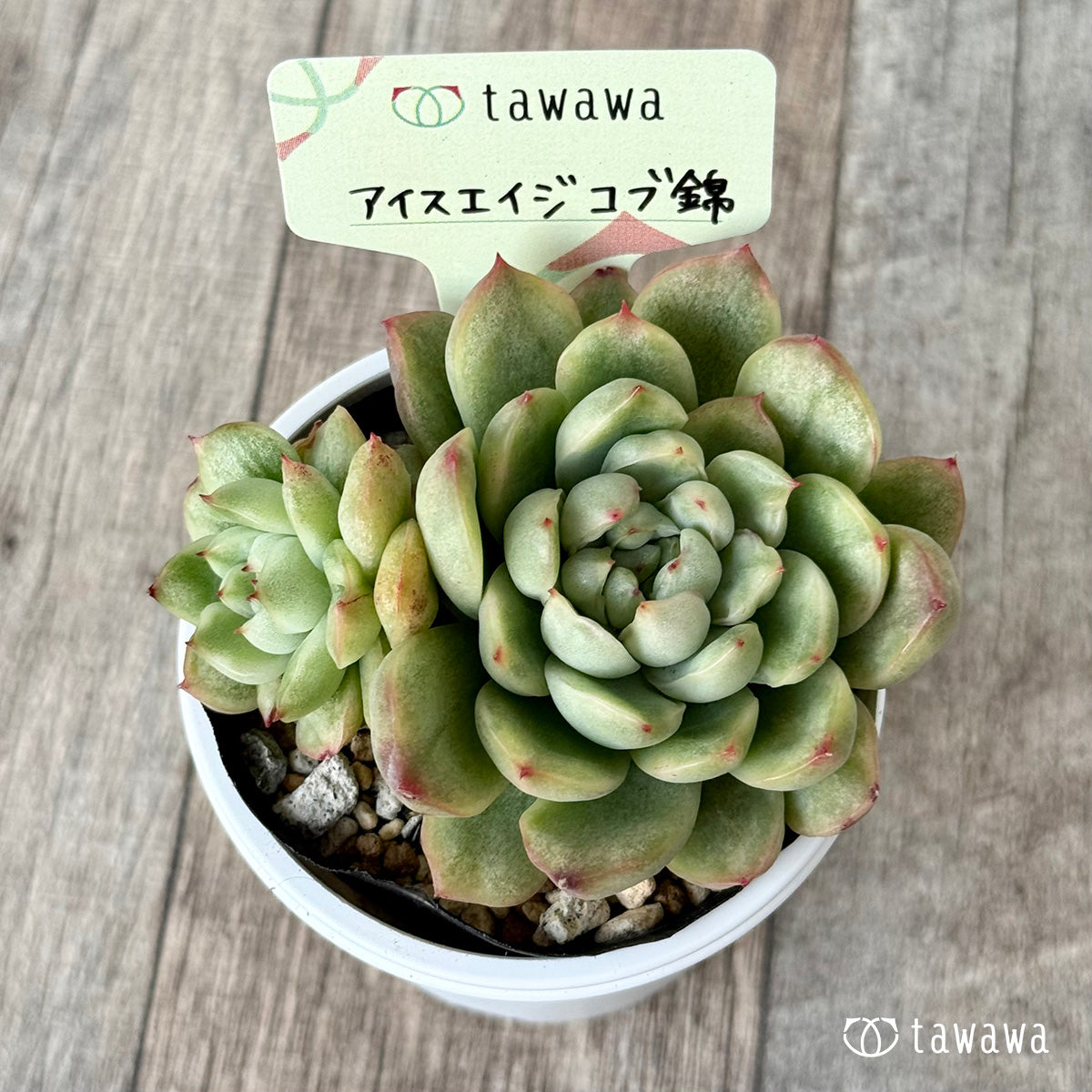アイスエイジ コブ錦2【tawawaハウス苗】