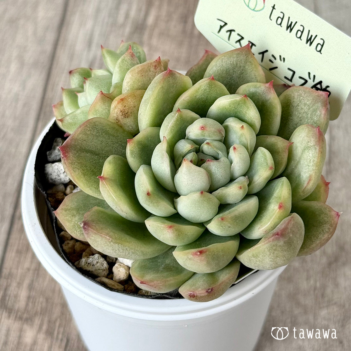 *新発売* アイスエイジ コブ錦2【tawawaハウス苗】